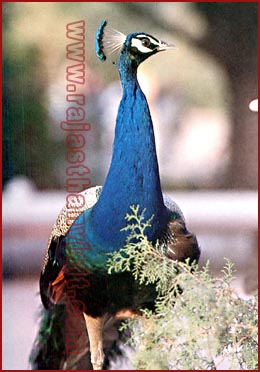 Regal Peacock