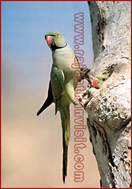 Rose ringed Parakeet