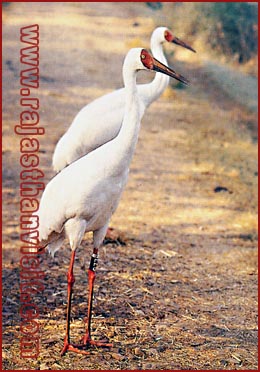 Siberian Crane