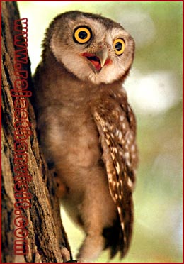 Spotted Owl