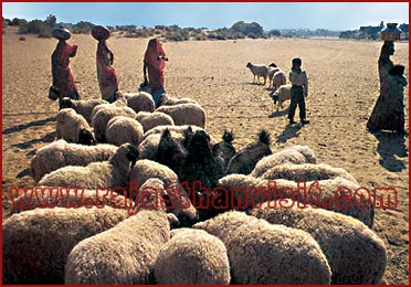 Village Life of Rajasthan