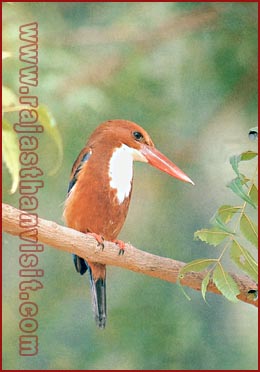 White Breasted Kingfisher