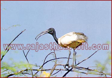 White Ibis