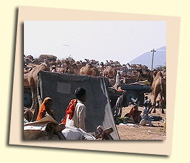 Pushkar Fair, Pushkar, Rajasthan