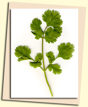 Coriander leaves