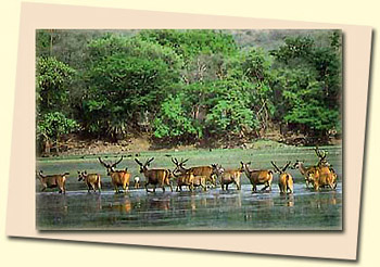 Sariska National Park, Sariska