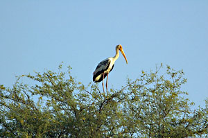 Bharatpur, Bharatpur Bird Sanctuary