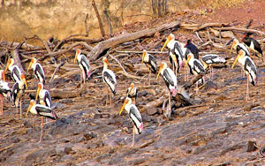 Ranthambore National Park, Ranthambore