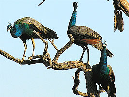 Sariska, Sariska National Park