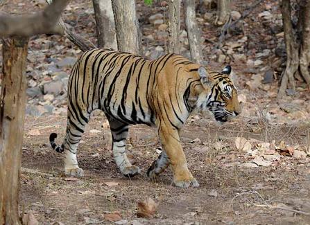 Ranthambore, Ranthambore National Park, Ranthambore Tour