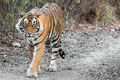 Ranthambore, Ranthambore Tour