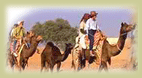 Camel Safari, Camel Safari in Jaisalmer