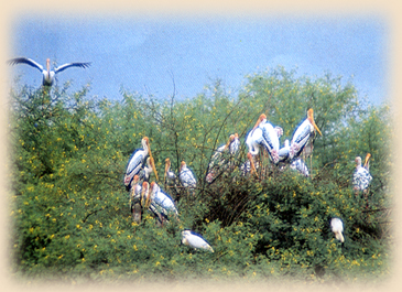 Bharatpur Bird Sanctuary, Keoladeo Ghana National Park in Bharatpur