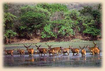 Sariska National Park, Deers in Sariska National Park