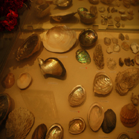 decorative sea shells