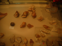 decorative sea shells on display