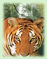 Indian Tiger, Royal Bengal Tiger