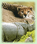 Wildlife in Kaziranga National Park