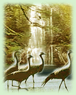 Birds in India, Keoladeo Ghana National Park