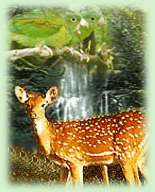 Indian Wildlife, Wildlife in Suklaphanta National Park
