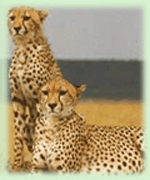 Leopard, Leopard in Bandhavgarh
