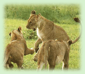 Indian Lion, Lion in Gir National Park