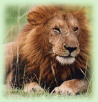 Indian Lion, Lion in Bandhavgarh